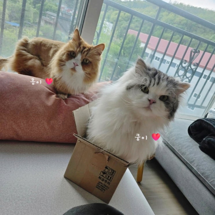  윤균상 고양이 융귱상네 쿵똠몽반