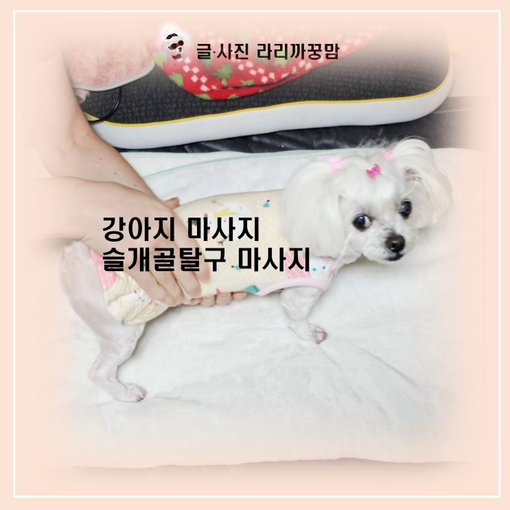  꿍이의 힐링 타임! 완벽한 강아지 산책 마무리 루틴은 마사지