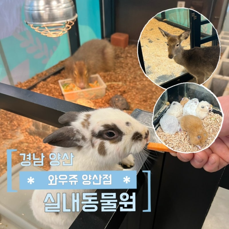 양산 이색데이트 와우쥬 실내동물원 솔직 방문기