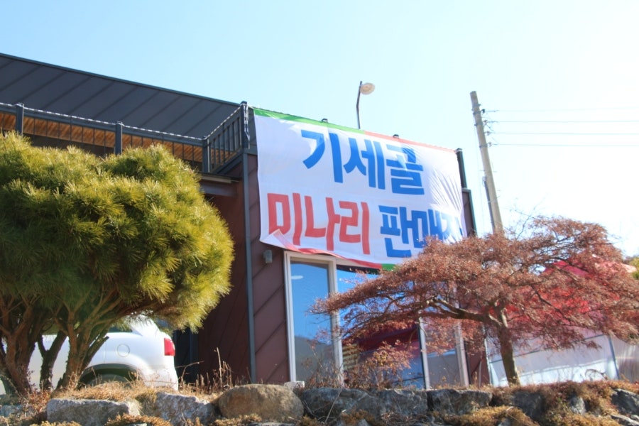 기세골암반수미나리 사진 2