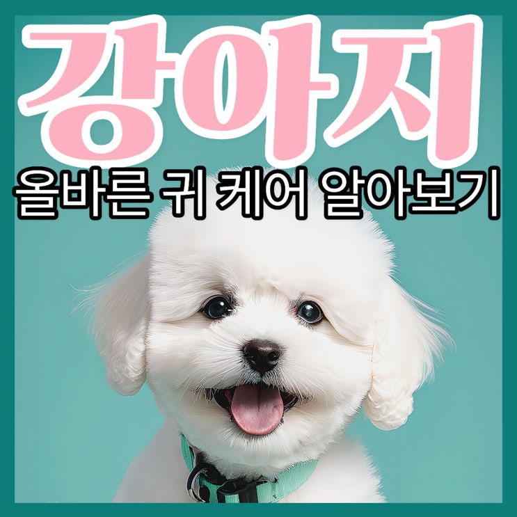  강아지 귀 청소, 보호자가 꼭 알아야 할 올바른 관리 방법과 주의사항