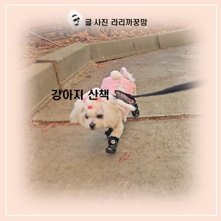  강아지 산책, 강아지 신발 신고 경사로와 흙길 정복기