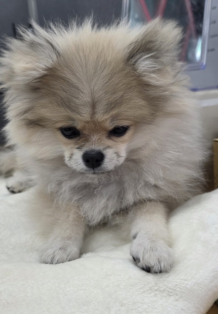  종로애견미용학원 방문 전 꼭 확인해야 할 것