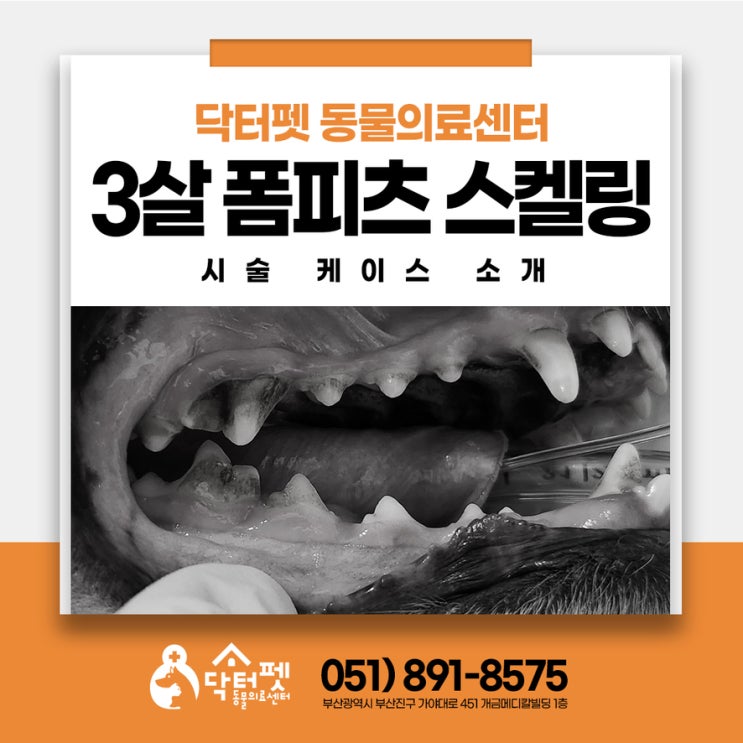  우리 강아지는 아직 어린데 스케일링이 필요할까요? 부산 강아지 치과 동물병원