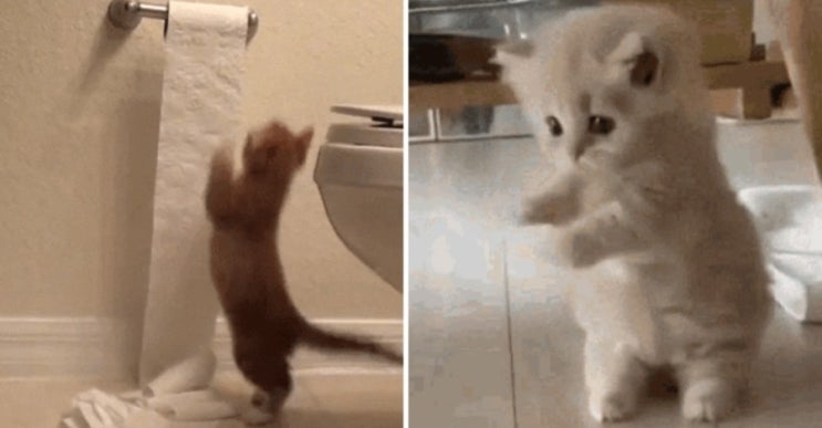  고양이 관절관리