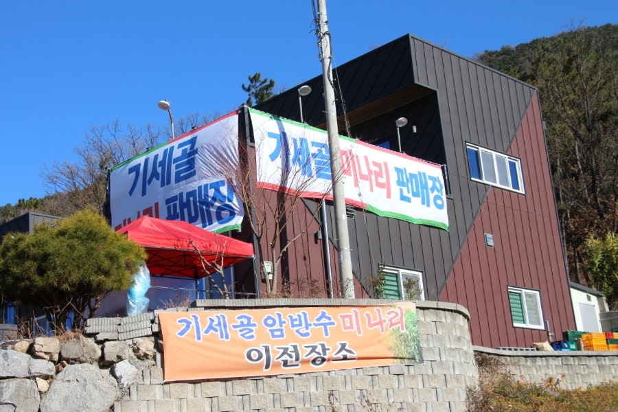 기세골암반수미나리 사진 1