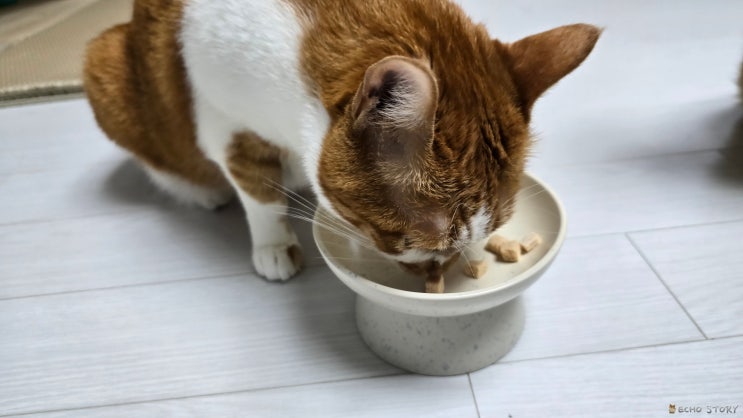  고양이 편식일까, 취향일까? 사료를 안 먹는 이유가 헷갈릴 때