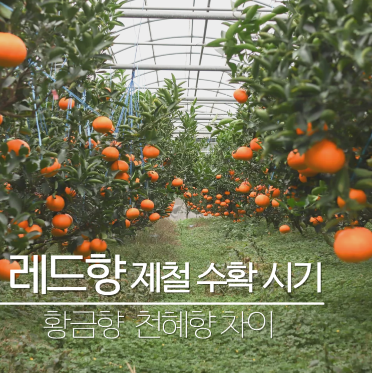  레드향 제철 수확시기 황금향 천혜향 차이