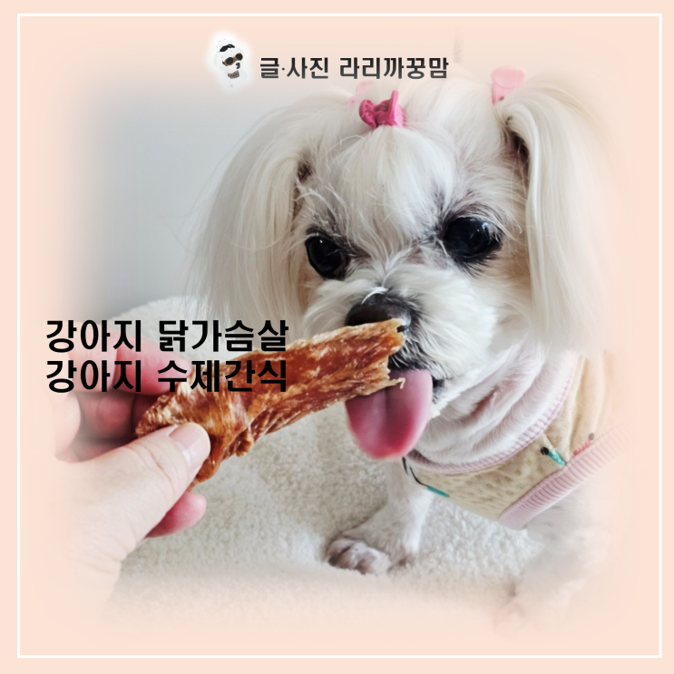  강아지 닭가슴살, 국민 간식이지만 우리 아이에게도 보약일까요?