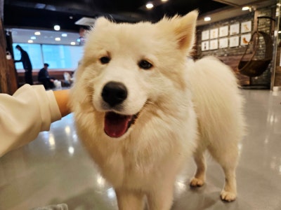 포포앤미루