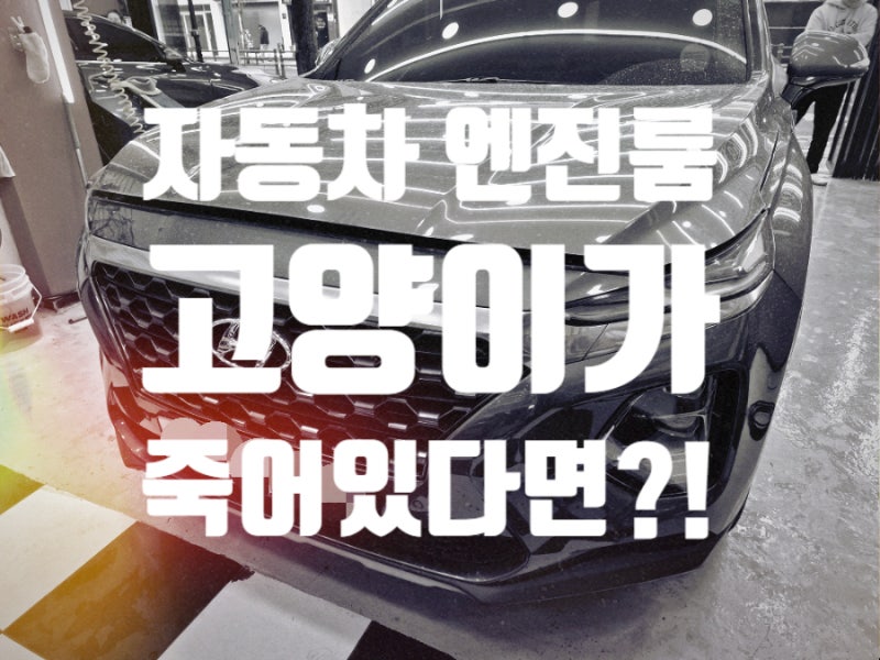 부산 자동차 엔진룸 고양이가 죽어있다?! 엔진룸 특수 세차 클리닝