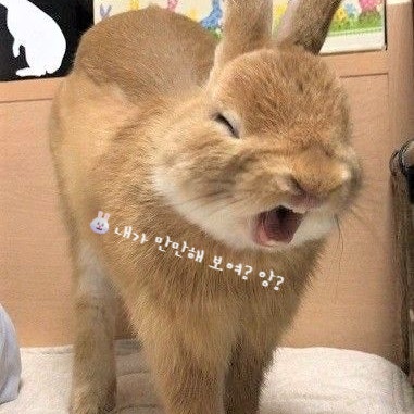  반려토끼 키우기 사육난이도 햄스터랑 비교하면?