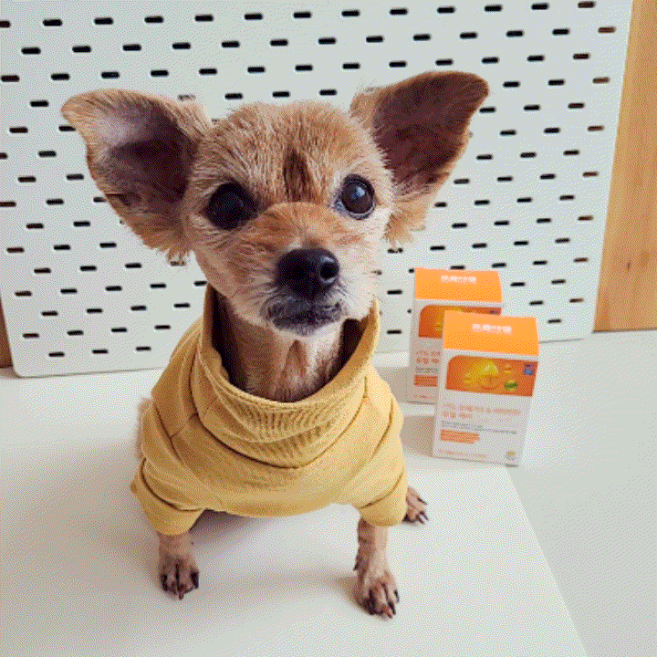  고양이 강아지 오메가3 효과 노령견 종합영양제 추천