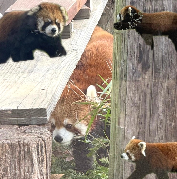  오사카 여행 2일차  덴노지 동물원 & 교토 가츠규 & 여우 신사 정복기!