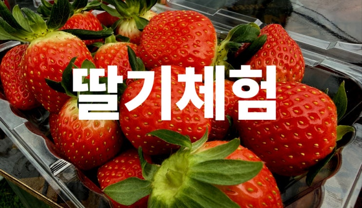  딸기체험 남양주 더드림 딸기농장 5세 3세 방문후기