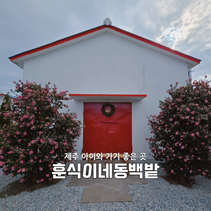  제주동백스팟 찾다 우연히 발견한 힐링 훈식이네 동백밭 솔직 방문 후기