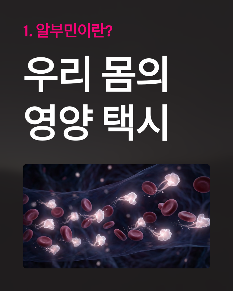  알부민 효능 및 부작용 팩트체크! 수치 높이는 음식과 영양제 추천 가이드