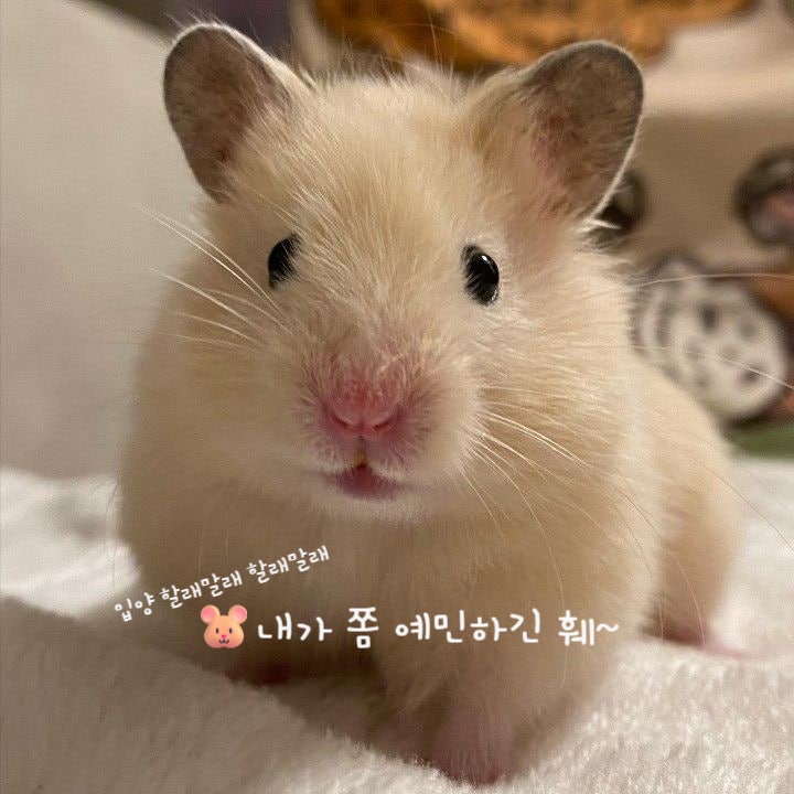  골든햄스터 성격과 성향 특징 그리고 알아야할 것들