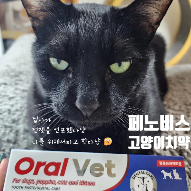  고양이입냄새 고민하다 써본 고양이 치약