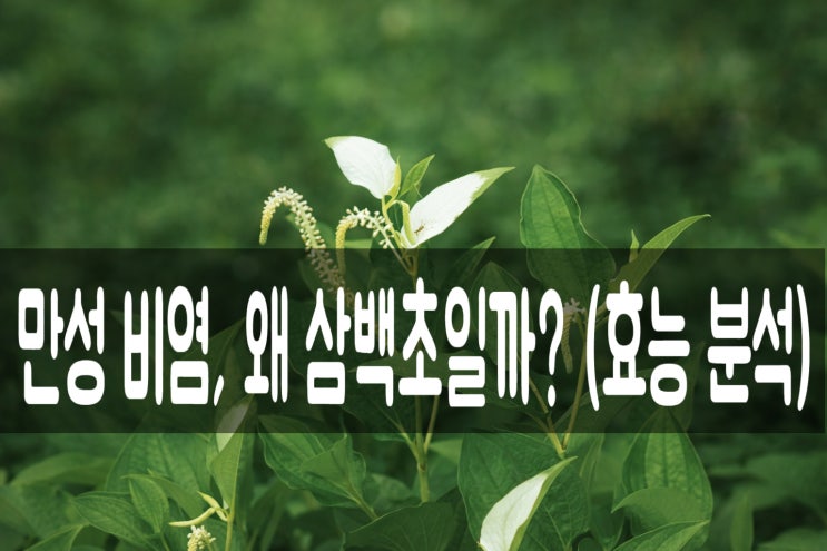  만성 비염 탈출기: 삼백초추출물이 비염에 좋은 이유와 섭취 시 주의사항 (부작용 필독)