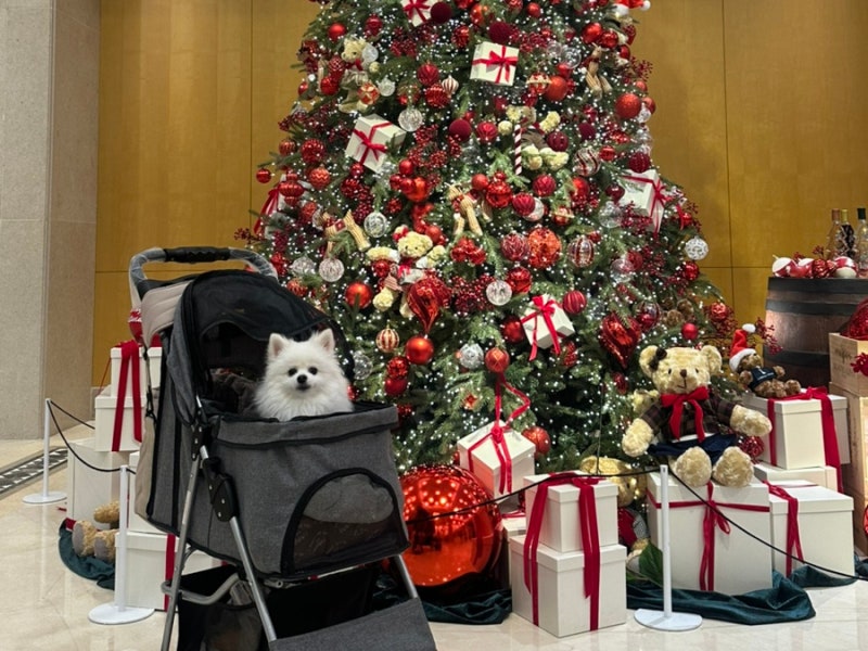 변산 애견동반 숙소 추천｜소노벨 변산 스위트 Pet Friendly 파셜오션뷰 후기