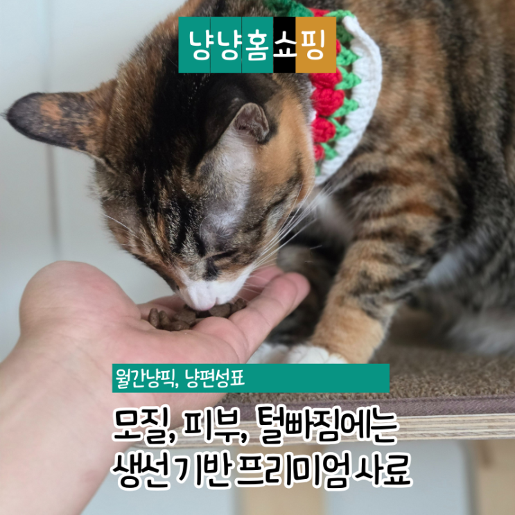  고양이건사료 추천 쓰라이브 연어&청어 솔직 후기