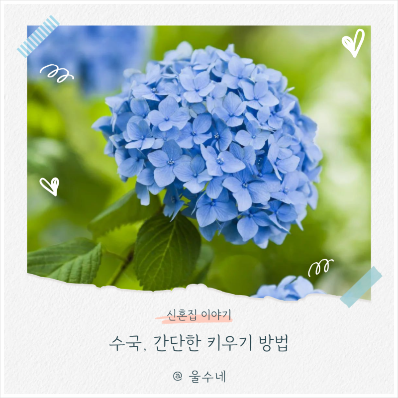 수국 키우기 가지치기 물주기 삽목 분갈이 방법