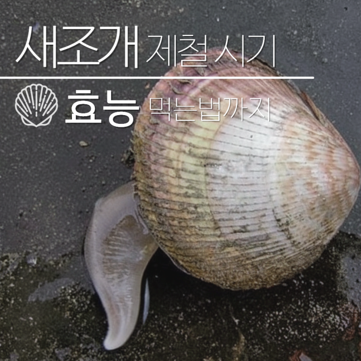  새조개 제철 시기 철 언제? 효능 먹는법