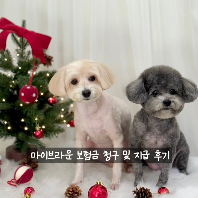 강아지 보험 마이브라운 보험금 청구 및 지급 후기
