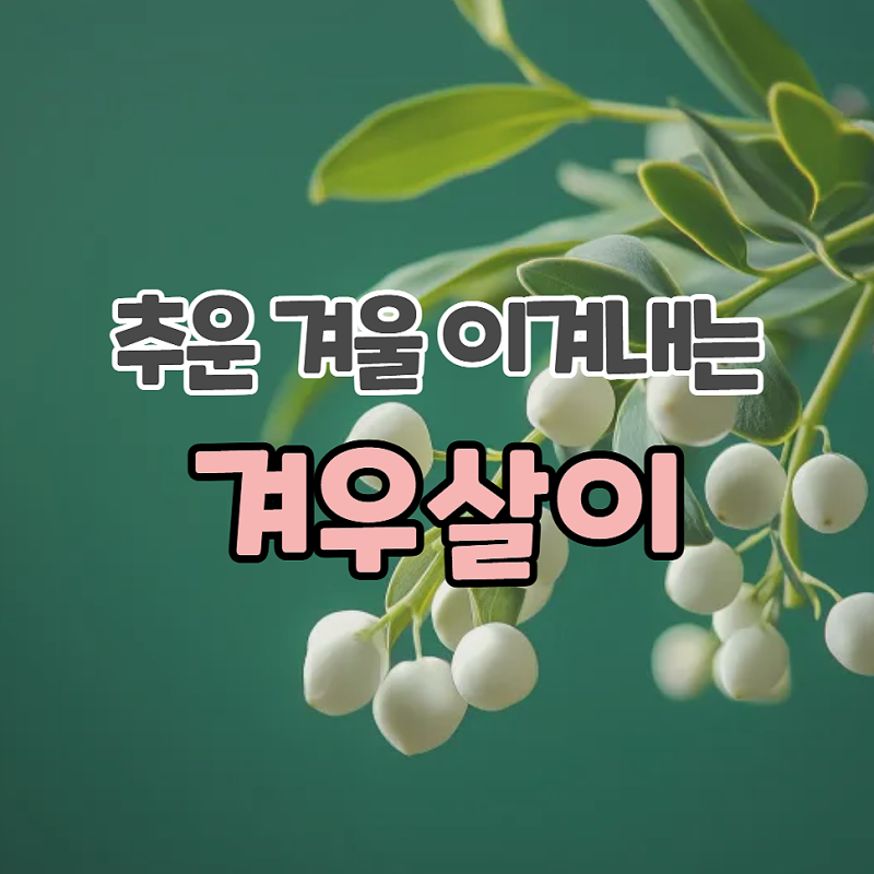 겨우살이 미슬토 효능 겨우살이차 만드는법