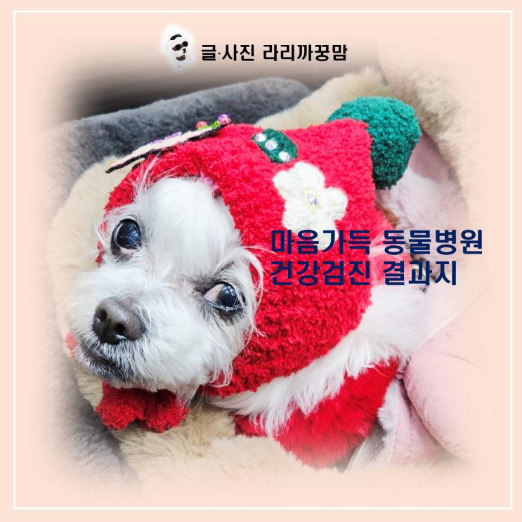  개모차계의 세단? 로얄테일즈 글로리아 타고 편안하게 다녀온 마음가득 동물병원 방문기