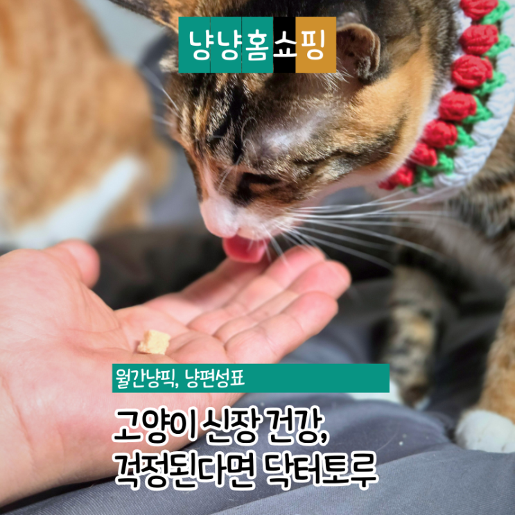  신장 관리 간식 찾는다면? 닥터토루 AIM 트릿 솔직 리뷰
