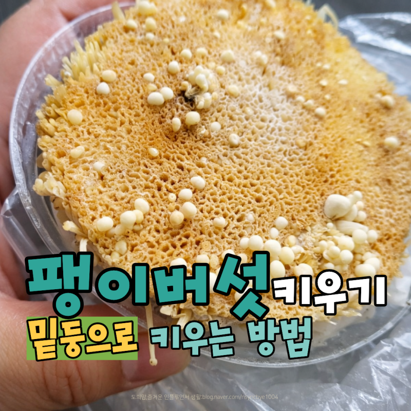 팽이버섯 밑둥으로 키우기 집에서 쉽게 재배하는 법