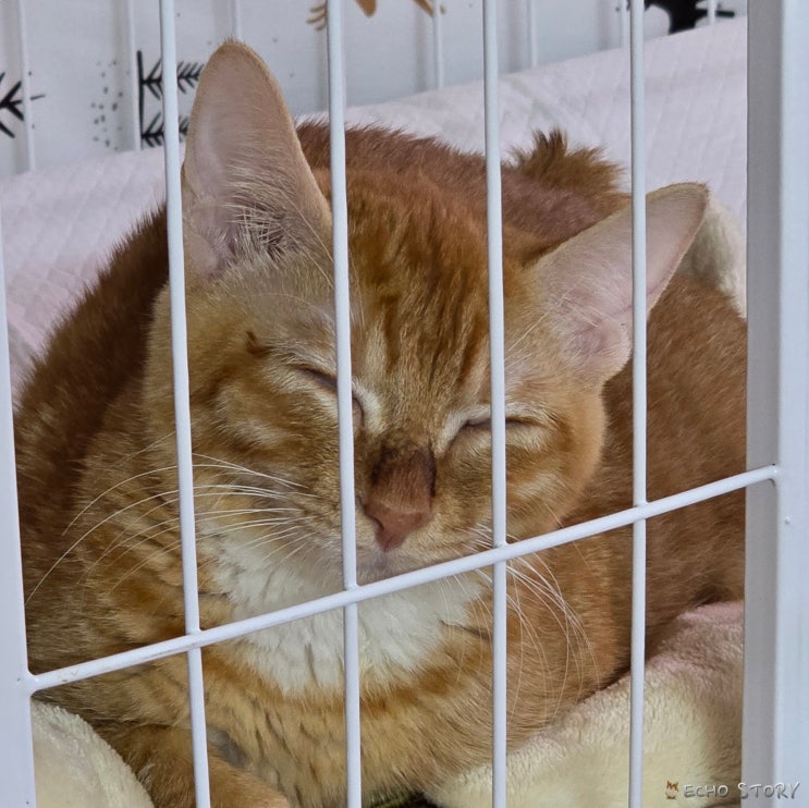  고양이복막염 재발 17일차, 뇌수두증 치료 중 조금씩 안정되는 와중에 남아 있는 변화들