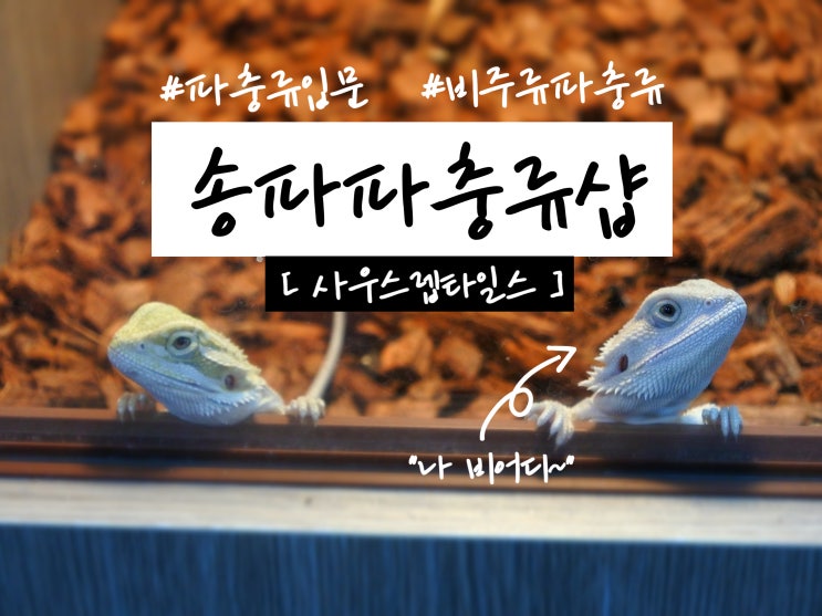  송파 파충류샵 사우스 렙타일스 크레부터 레게 펫테일 희귀파충류 분양부터 비바리움까지