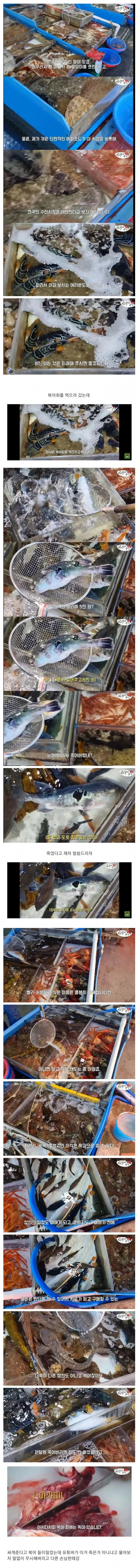  죽은 복어를 횟감으로 팔려다 걸린 상인.jpg
