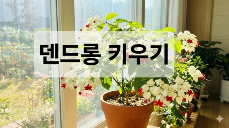  덴드롱 키우기(클레로덴드롬)/꽃/햇빛/물주기/온도/분갈이/번식시키기/겨울철관리/덴드롱키우기 꿀팁