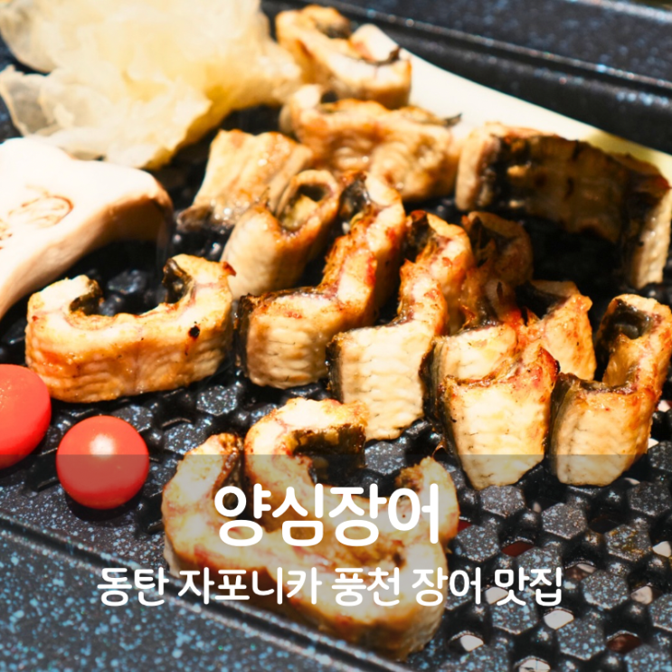  동탄 11자상가 맛집 자포니카 풍천장어구이 양심장어