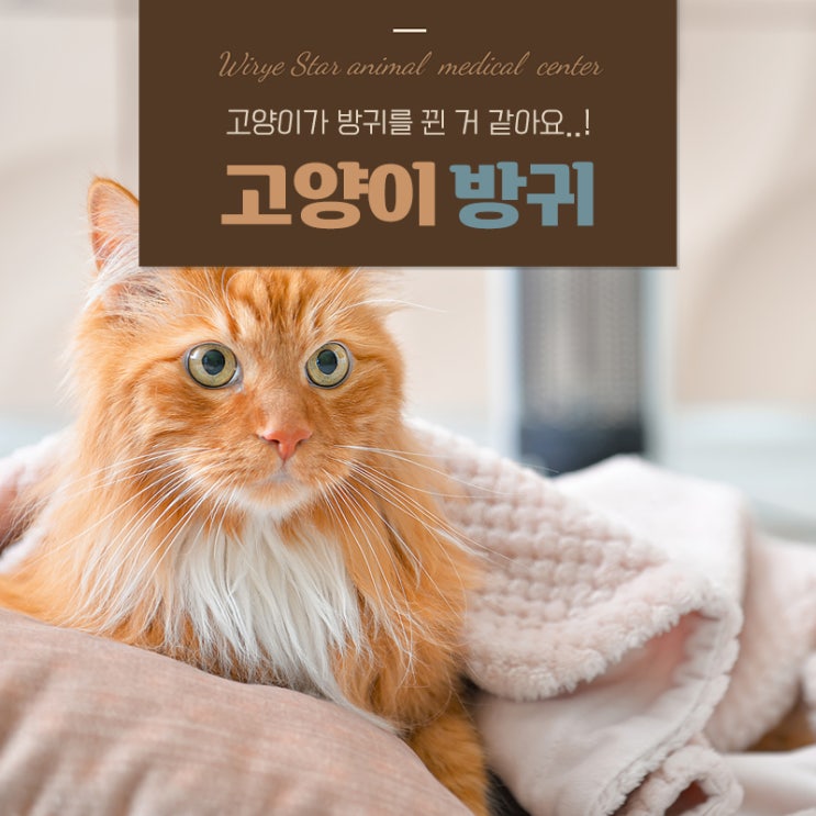  고양이 방귀 냄새 심하고 자주 뀌기까지? 건강에 문제있는걸까?
