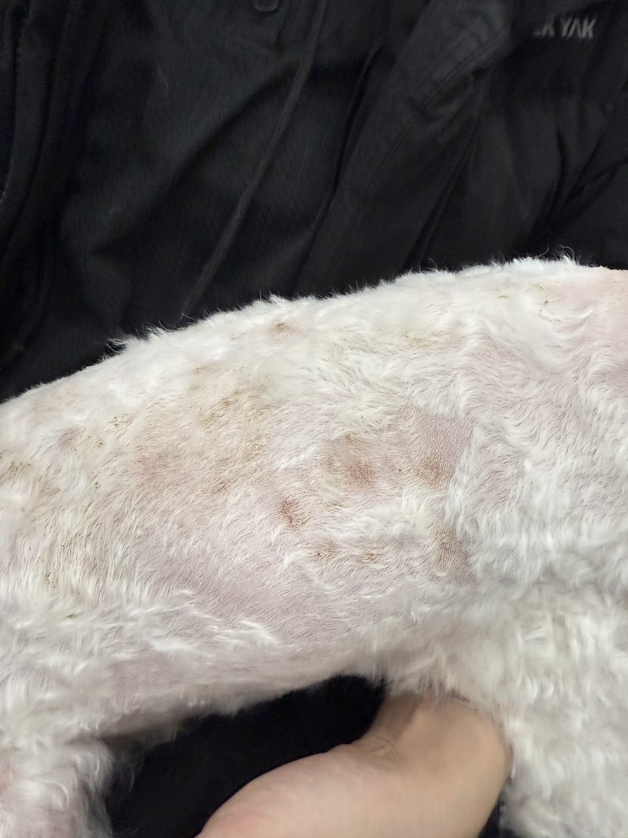 어썸펫동물병원 사진 3