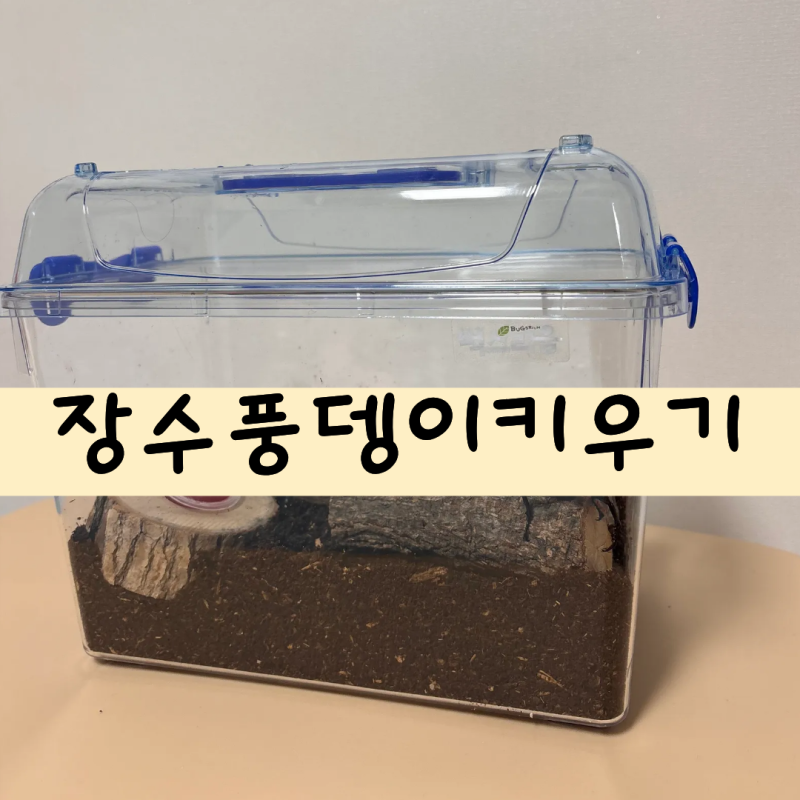 새식구가 생겼어요! 장수풍뎅이 커플 분양 (장수풍뎅이 집에 필요한 준비물 / 장수풍뎅이 키....