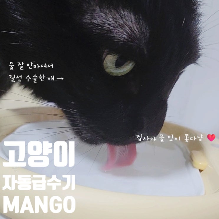  고양이 자동급수기 장점만 딱! 고양이 정수기 망고펫
