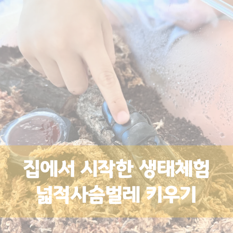넓적사슴벌레 키우기ㅣ암수 한 쌍, 아이와 함께 시작했어요