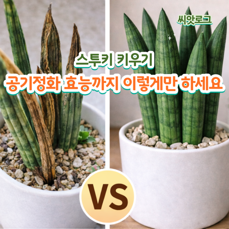 스투키 키우기, 공기정화 효능까지 이렇게만 하세요 (물주기 흙 온도 핵심 정리)