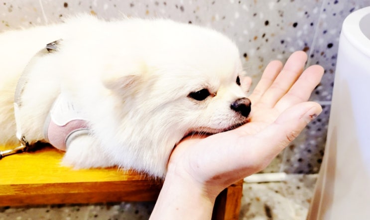 강아지용품 리퍼브매장 이츠펫 안양점 반려견 고양이 할인 백화점