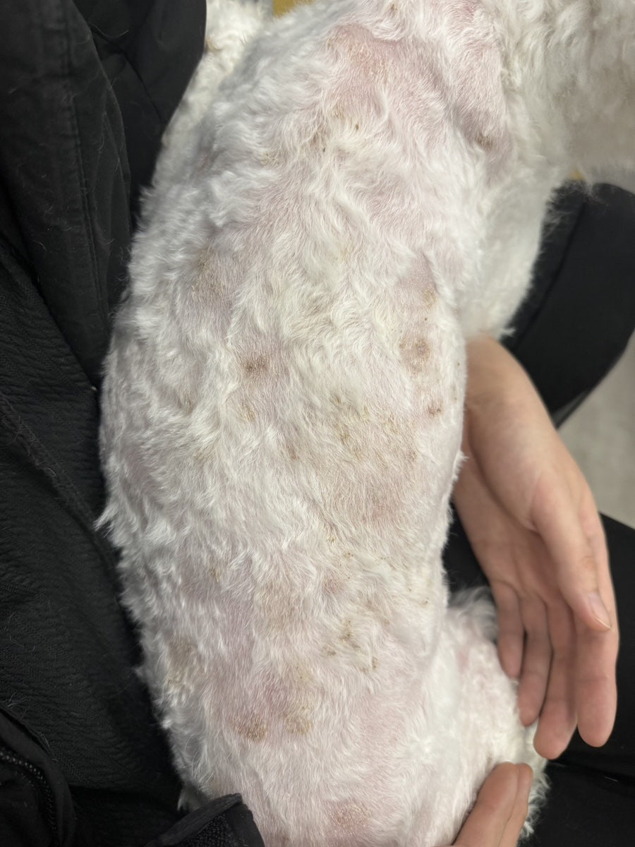 어썸펫동물병원 사진 4