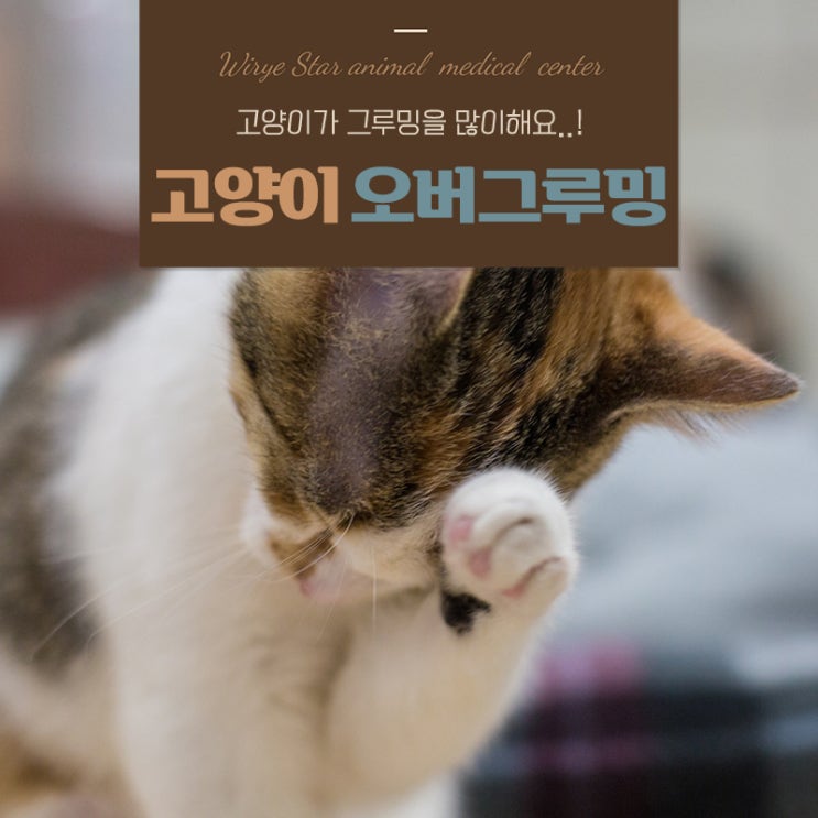  고양이 오버그루밍 단순 그루밍이 아니다? 원인과 행동 개선방법