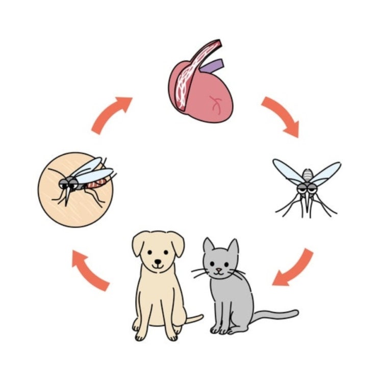  고양이 심장사상충