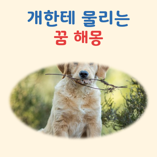 개한테 물리는 꿈 해몽(출혈 여부, 강아지 색깔이 중요)
