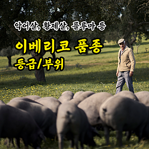 [흑돼지 품종] '이베리코 부위','이베리코 등급' 뭐가 있을까?| 악어살 | 황제살 | 플루마 | 프....